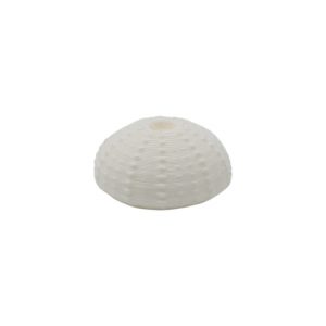 Sea Urchin