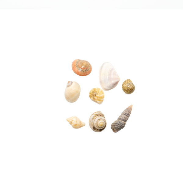 Seashells